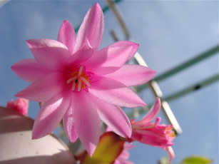 Картинка цветы кактусы