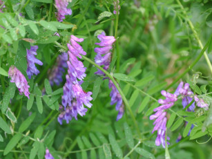 Картинка цветы луговые полевые