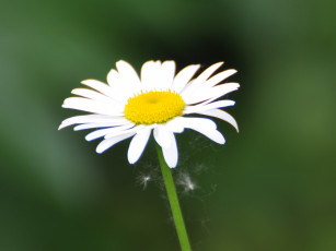 Картинка цветы ромашки