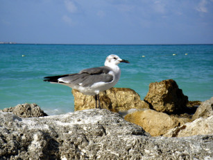 Картинка животные Чайки бакланы крачки