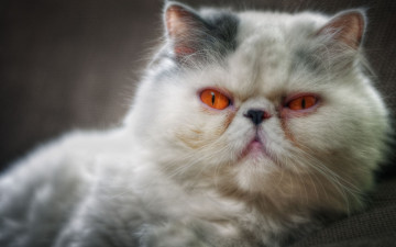 Картинка животные коты