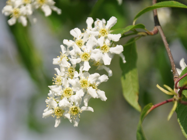 Обои картинки фото цветы, цветущие, деревья, кустарники