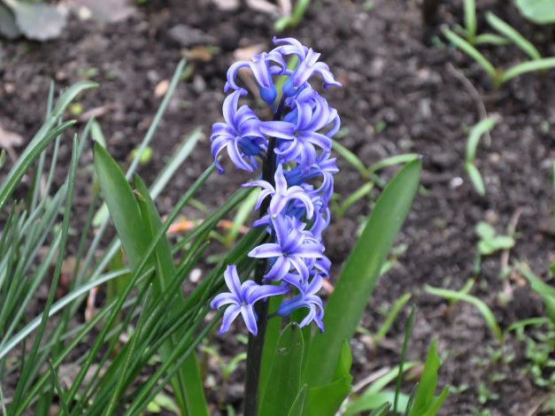 Обои картинки фото цветы, гиацинты