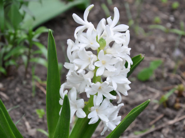 Обои картинки фото цветы, гиацинты