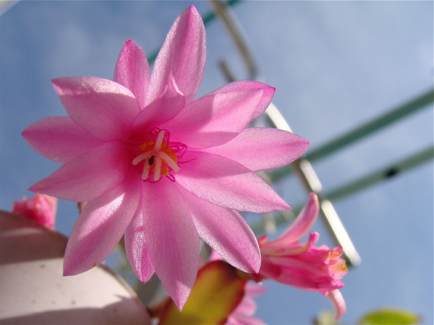 Обои картинки фото цветы, кактусы