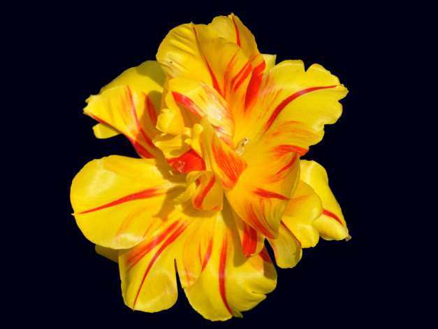 Обои картинки фото цветы, тюльпаны