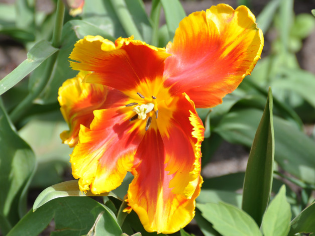 Обои картинки фото цветы, тюльпаны