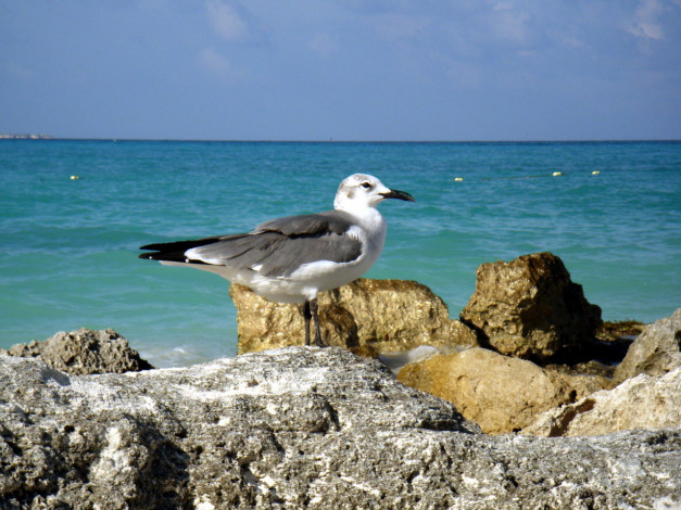 Обои картинки фото животные, Чайки, бакланы, крачки