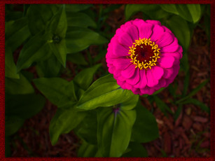 Картинка цветы цинния