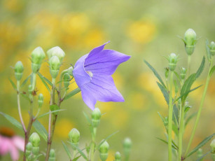 Картинка цветы колокольчики