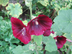 Картинка цветы мальвы бордовые