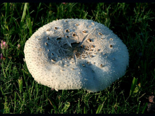 Картинка природа грибы гриб