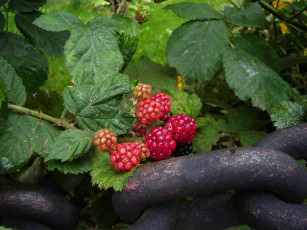 Картинка природа Ягоды