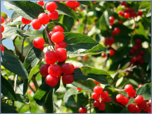 обоя природа, Ягоды