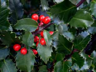 Картинка природа Ягоды