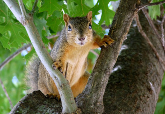 Картинка животные белки ветки взгляд