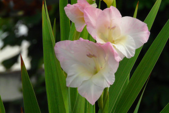 Картинка цветы гладиолусы