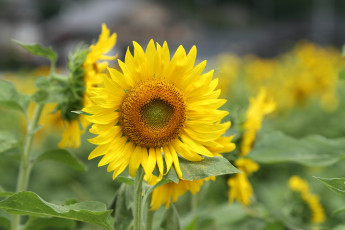 Картинка цветы подсолнухи