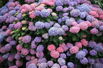 Картинка цветы гортензия