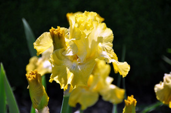 Картинка цветы ирисы желтый