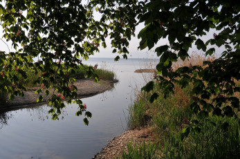 Картинка природа реки озера ветки река