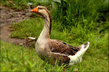 Картинка животные гуси