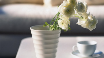 Картинка цветы ранункулюс азиатский лютик белые