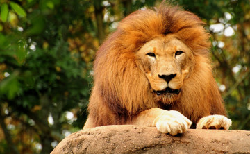 Картинка животные львы