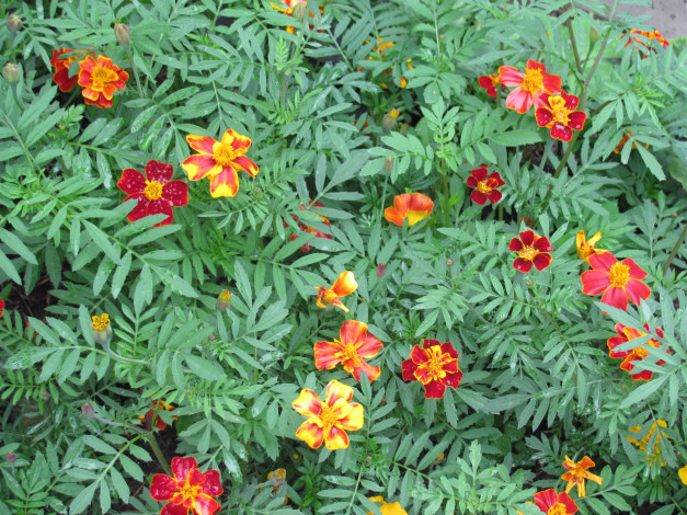 Обои картинки фото бархатцы, цветы, много, разных