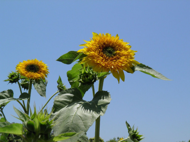 Обои картинки фото цветы, подсолнухи