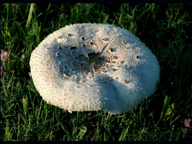 Обои картинки фото природа, грибы, гриб