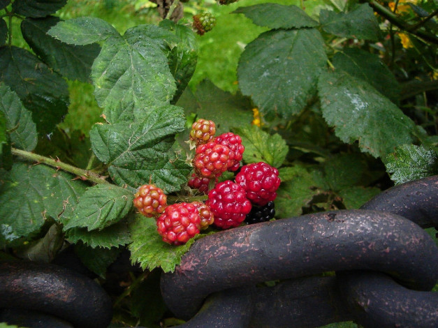 Обои картинки фото природа, Ягоды