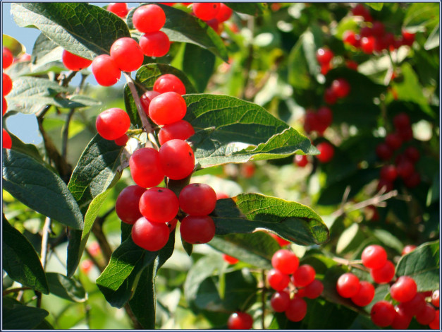 Обои картинки фото природа, Ягоды