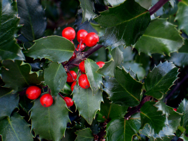 Обои картинки фото природа, Ягоды