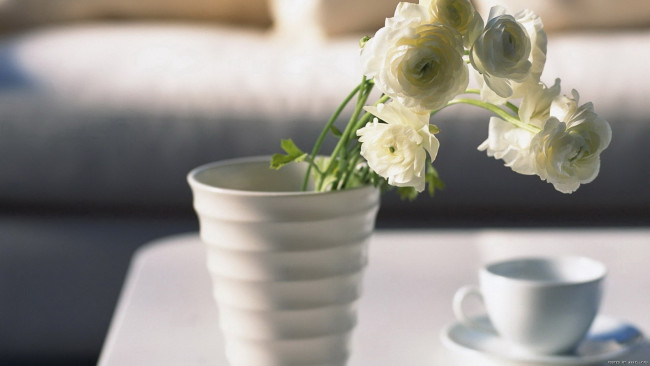 Обои картинки фото цветы, ранункулюс, азиатский, лютик, белые