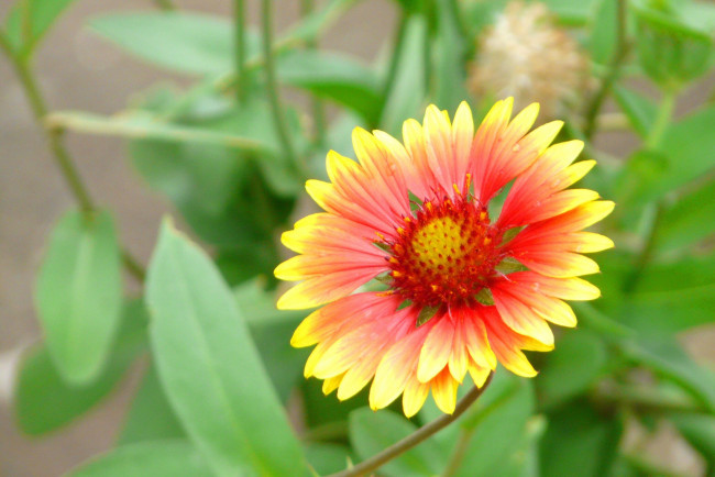 Обои картинки фото цветы, гайлардии, гелениумы