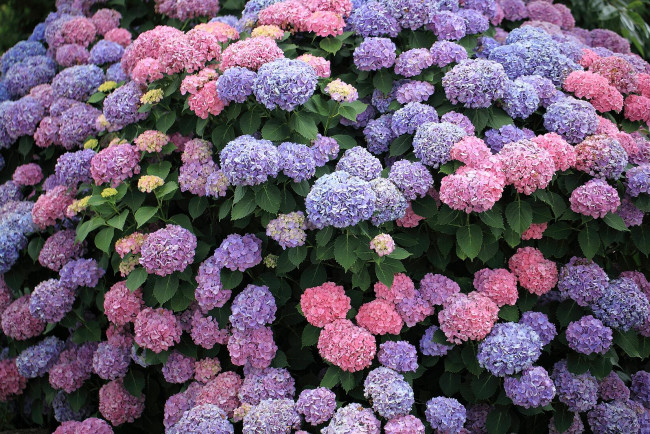 Обои картинки фото цветы, гортензия