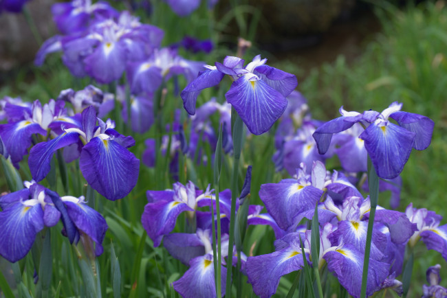 Обои картинки фото цветы, ирисы