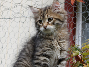 Картинка животные коты котенок