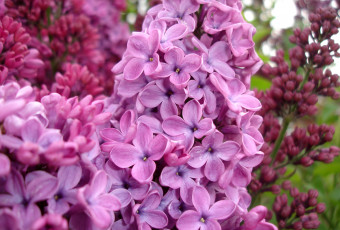 Картинка цветы сирень макро