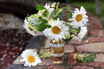 Картинка цветы ромашки липа букет