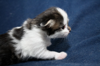 Картинка животные коты котенок