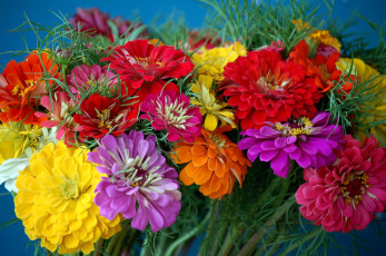 Картинка цветы цинния разноцветный