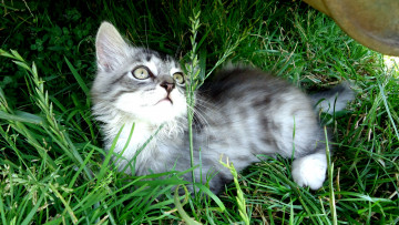 Картинка животные коты котёнок