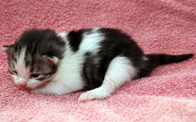 Обои картинки фото животные, коты, котенок