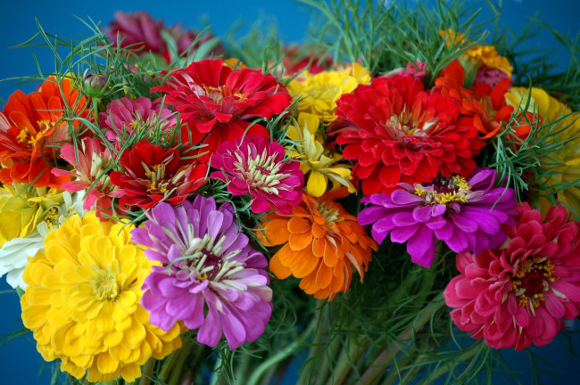 Обои картинки фото цветы, цинния, разноцветный