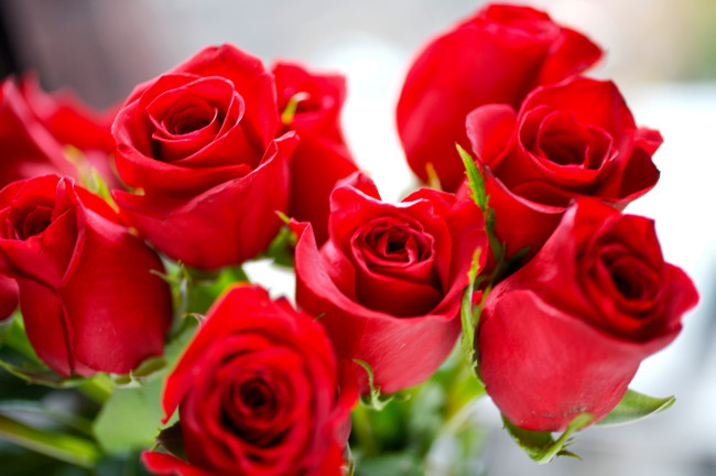 Обои картинки фото цветы, розы, алый, бутоны