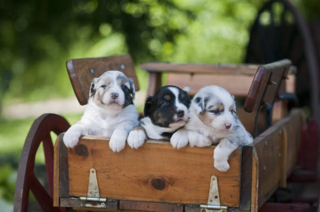 Обои картинки фото животные, собаки, повозка, щенки