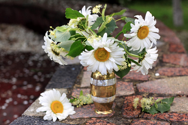 Обои картинки фото цветы, ромашки, липа, букет