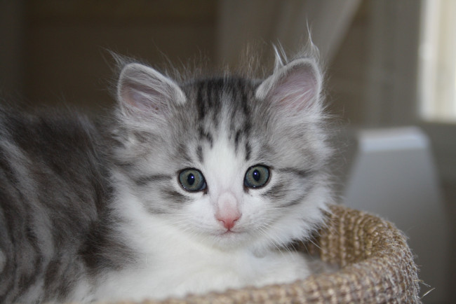 Обои картинки фото животные, коты, котенок